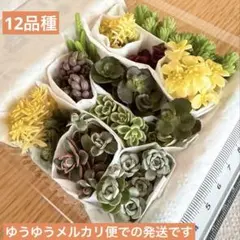 多肉植物 カット苗 詰め合わせ 寄せ植えセット 多肉弁当　セダム