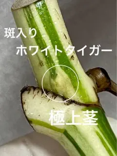 Z8】斑入りモンステラ ホワイトタイガー トップカット茎 成長点5つ