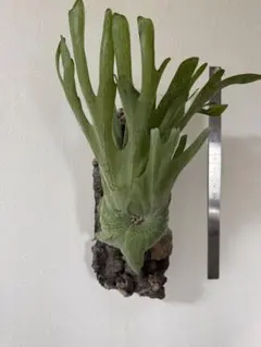 壁掛けビカクシダ スパーバム 約55cm 商品C 壁掛けビカクシダ スパーバム 約55cm 商品C 壁掛けビカクシダ