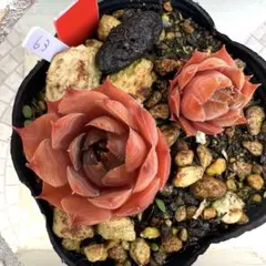多肉植物 センペルビウム ロニー No.176 - メルカリ