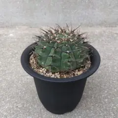 2025年最新】王冠竜 サボテンの人気アイテム - メルカリ