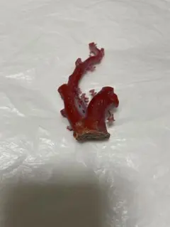 希少 桃色珊瑚 原木 本珊瑚 コーラル 標本 素材 彫刻材 - メルカリ