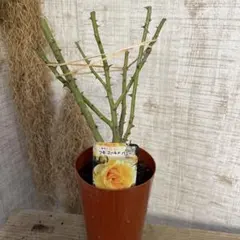 大特価！ゴールドバニー　バラ苗　つるバラ苗　薔薇　苗　苗木　接木苗　4号鉢