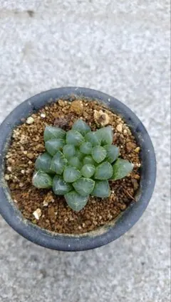 ハオルチア ブラックオブツーサ