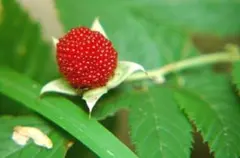 Katsuhiko Sato様 リクエスト 2点 まとめ商品