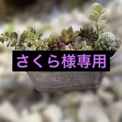 さくら様専用です。多肉植物 寄せ植え (小型)鉢と土付き。