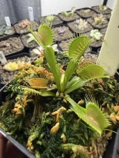 ハエトリソウ Phalanx 鉢植えのまま発送 まとめ買い送料分割引 - メルカリ