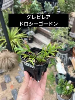 wwwys様 リクエスト 2点 まとめ商品