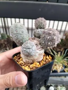 美株シルエット サボテン ゲオメトリクス 大玉 - メルカリ