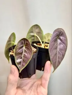 2026年最新】アロカシア アズラニーの人気アイテム - メルカリ