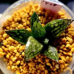 1392 ナイルの一滴 実生 特A 多肉植物 ハオルチア アロエ - メルカリ