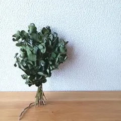 フレッシュ パールアカシア ネコポスサイズ ミモザ 蚤の市 - メルカリ