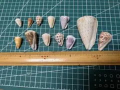 【値下げ敢行！】イモガイ　貝殻 11個セット ハンドメイド素材