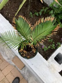 【お盆セール】斑入りソテツ 双頭 / 沖縄産 極希少 極上個体 蘇轍 錦 お盆セール】斑入りソテツ 双頭 / 沖縄産 極希少 極上個体 蘇轍 錦