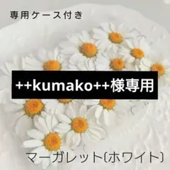 ++kumako++様専用✡ボンザマーガレット(ホワイト)✡ドライフラワー