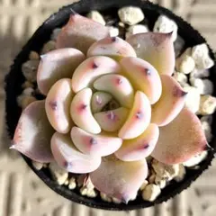 2026年最新】多肉 リースの人気アイテム - メルカリ