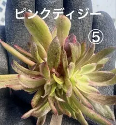 2026年最新】アエオニウム ピンクデイジーの人気アイテム - メルカリ