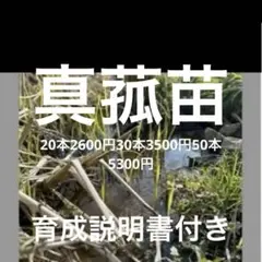 2026年最新】マコモダケ苗の人気アイテム - メルカリ