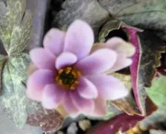 ルイ様 リクエスト 2点 まとめ商品