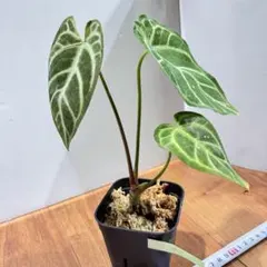 2026年最新】アンスリウム斑入りの人気アイテム - メルカリ