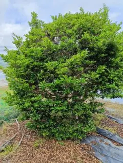 常緑樹 クロガネモチ 庭木 植木 - メルカリ