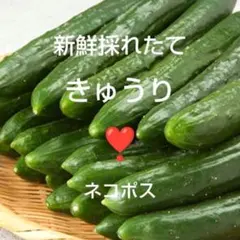 【兵庫県産】新鮮野菜詰め合わせ　採れたて★きゅうり　箱込1キロまで　ネコポスのサムネイル