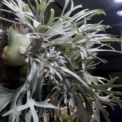 ビカクシダ　ペドロタツタ　板付 楽天市場】(現品) ビカクシダ ウィリンキー 'ペドロタツタ' TC苗