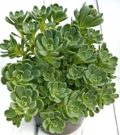 ꕤ︎︎グリーンローズꕤ︎︎ 多肉植物 セダム カット苗 - メルカリ