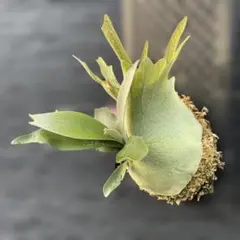 2026年最新】ビカクシダ アーバンリバーの人気アイテム - メルカリ