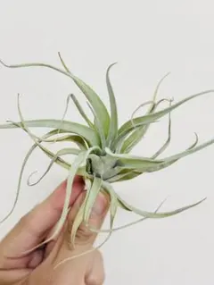チランジア ボブホルムズジュエル Tillandsia - メルカリ