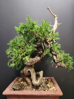 【大品　糸魚川真柏盆栽】　　　　⭕大迫力❗値引き不可品 楽天市場】糸魚川真柏 小品盆栽 （いよじ園） : いよじ園 楽天市場店