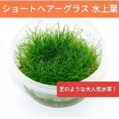 最安値！ 無農薬！ ショートヘアーグラス 芝系 水草 アクアリウム 水上葉のサムネイル