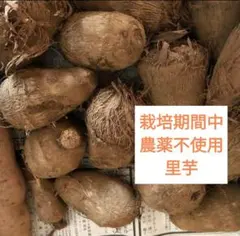 2025年最新】里芋種芋の人気アイテム - メルカリ