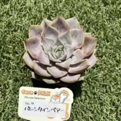 2026年最新】ファームパルクさん苗の人気アイテム - メルカリ
