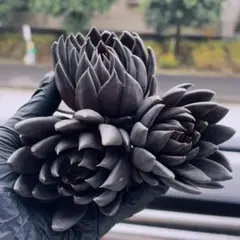 ひーちゃん様 リクエスト 3点 まとめ商品