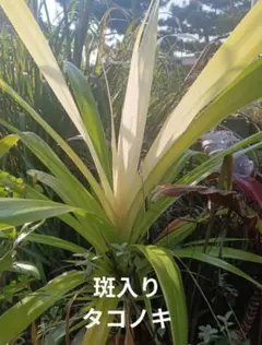 [第四種郵便] 希少 美しい 白斑入り タコノキ 抜き苗発送のサムネイル