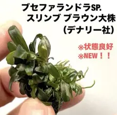 ◇特◇ブセファランドラSP.クダガンミニラウンド（大盛り石付き） #ブ