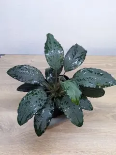 陰性水草 Bucephalandra motleyana Miri産 親株2芽 - メルカリ