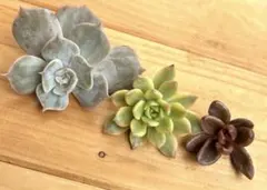 多肉植物　錦　カット苗セット