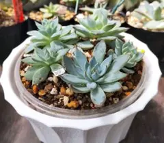 【札付き・四種速達黒ポットごと】桜鬼 抜き苗 おらいさん 多肉植物 札付き・四種速達黒ポットごと】桜鬼 抜き苗 おらいさん 多肉植物