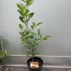 さつまいも様 リクエスト 2点 まとめ商品