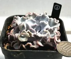 むーさん様 リクエスト 3点 まとめ商品