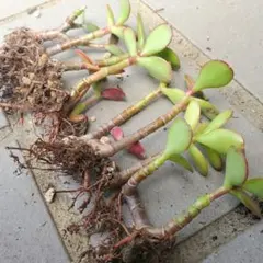 金のなる木 花月 抜き苗 小苗10株セット 多肉植物のサムネイル