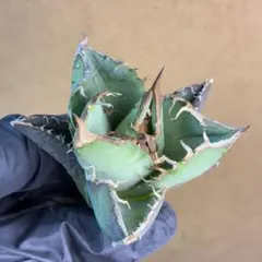 2026年最新】超希少 アガベの人気アイテム - メルカリ