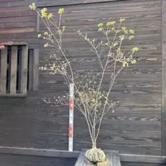 2025年最新】山採り ツツジの人気アイテム - メルカリ