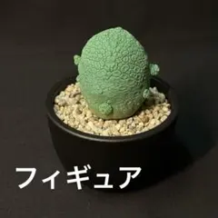 2026年最新】プセウドリトス ミギウルティヌスの人気アイテム - メルカリ