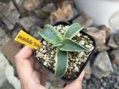 オバティフォリア　Moby モビー Hidden Agave US株　鉢ごと発送のサムネイル