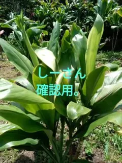 ハワイ産沖縄育ちのティーリーフ