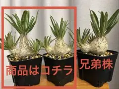 2株セット グラキリス 良血統実生 ウィンゾリー アンボンゲンセ タッキーのサムネイル