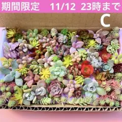 多肉植物　カット苗　詰め合せ　寄せ植えセット　エケベリア　セダム　期間限定　C